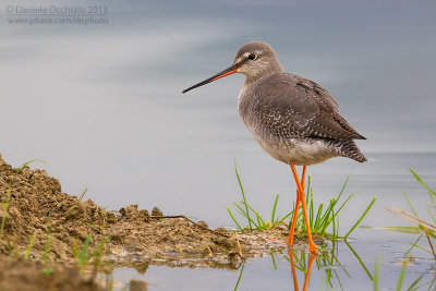 Spotted Redshank (Tringa erythropus)