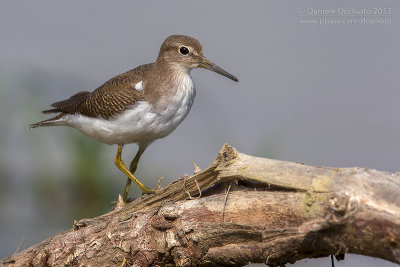 Common Sandpiper (Actitis hypoleucos)