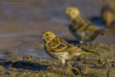 Serin (Serinus serinus)