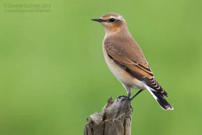 Northern Wheatear (Oenanthe oenanthe leucorhoa)