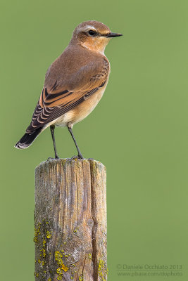 Northern Wheatear (Oenanthe oenanthe leucorhoa)