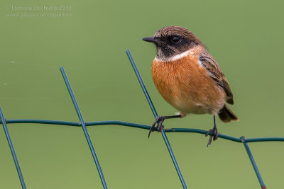 European Stonechat (Saxicola rubicola)