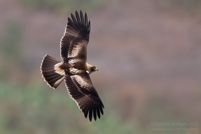 Booted Eagle (Aquila minore)
