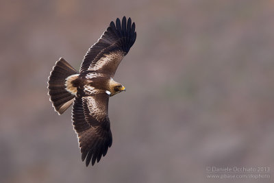 Booted Eagle (Aquila pennata)