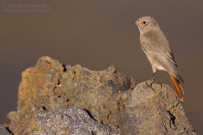 Black redstart (Phoenicurus ochruros)