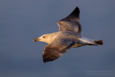 Yelow-legged Gull (Larus michahellis)