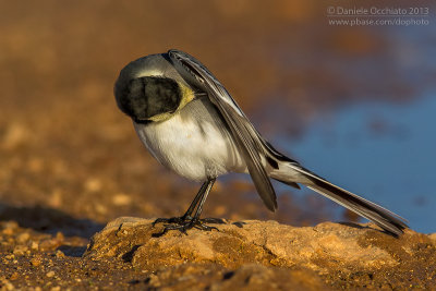 White Wagtail (Motacilla alba)