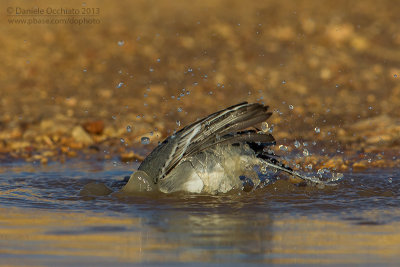 White Wagtail (Motacilla alba)