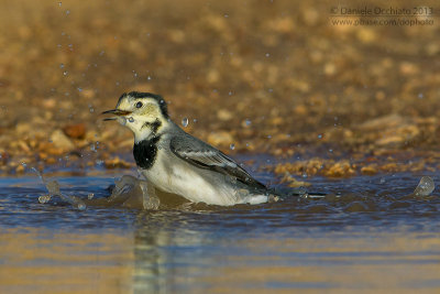 White Wagtail (Motacilla alba)