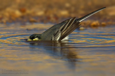 White Wagtail (Motacilla alba)