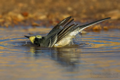 White Wagtail (Motacilla alba)