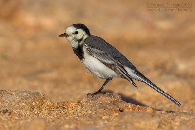 White Wagtail (Motacilla alba)