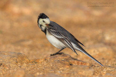 White Wagtail (Motacilla alba)