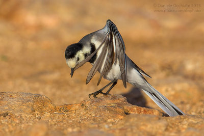 White Wagtail (Motacilla alba)