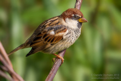 Italian Sparrow 'maltae' type (Passera d'Italia 'maltae')