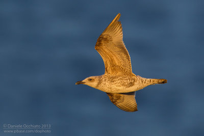 Yellow-legged Gull  (Larus michahellis)