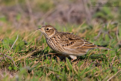 Eurasian Skylark (Alauda arvensis)