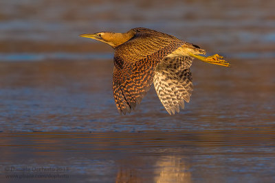 Bittern (Botaurus stellaris)