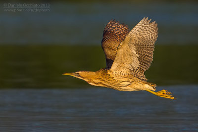 Bittern (Botaurus stellaris)