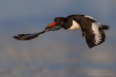 Eurasian Oystercatcher (Haematopus ostralegus)