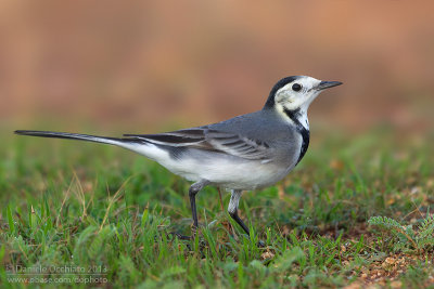 White Wagtail (Motacilla alba)