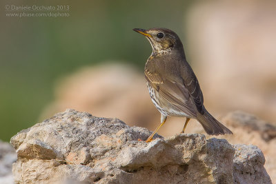 Song Thrush (Turdus philomelos)