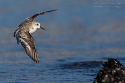 Sanderling (Calidris alba)