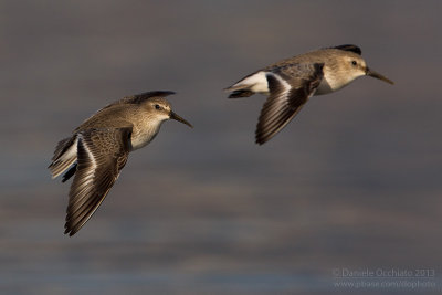 Dunlin (Calidris alpina)