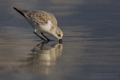 Sanderling (Calidris alba)