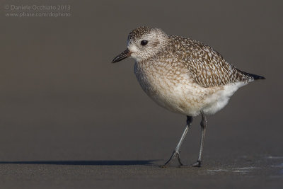 Grey Plover (Pluvialis squatarola)