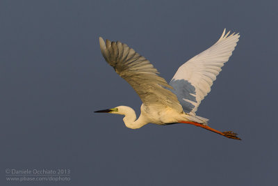 Great White Egret (Ardea alba)