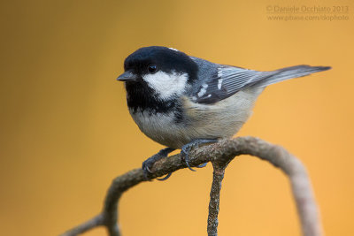 Coal Tit (Periparus ater)