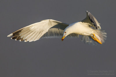 Yellow-legged Gull  (Larus michahellis)