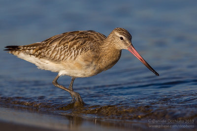 Bar-tailed Godwit (Limosa lapponica)