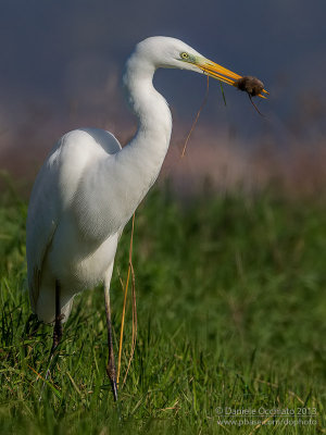 Great White Egret (Ardea alba)