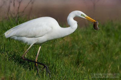 Great White Egret (Ardea alba)