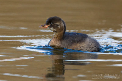 Little Grebe (Tachybaptus ruficollis)