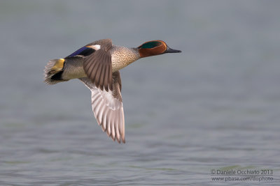 Eurasian Teal (Anas crecca)