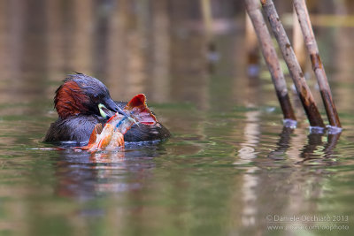 Little Grebe (Tachybaptus ruficollis)