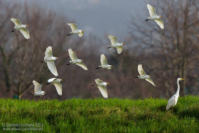 Cattle Egret (Bubulcus ibis)