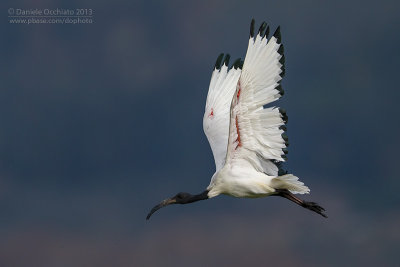 Sacred Ibis (Threskiornis aethiopicus)