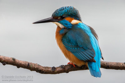 Common Kingfisher (Alcedo atthis)