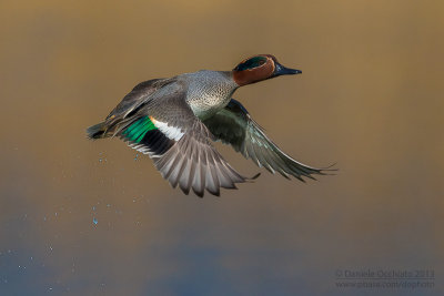 Eurasian Teal (Anas crecca)