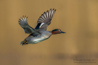 Eurasian Teal (Anas crecca)