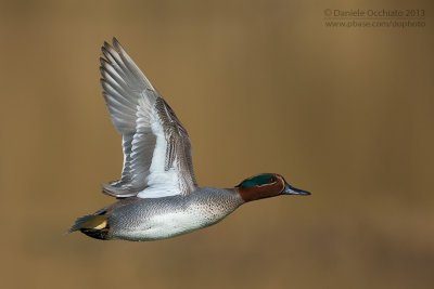 Eurasian Teal (Anas crecca)