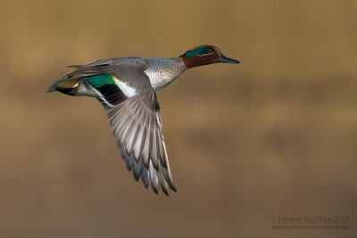 Eurasian Teal (Anas crecca)