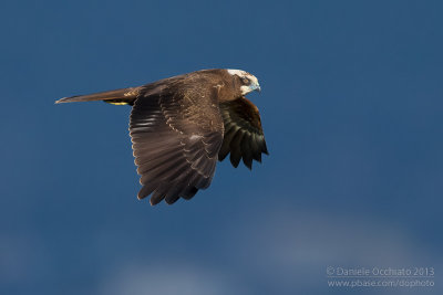 Marsh Harrier (Circus aeruginosus)