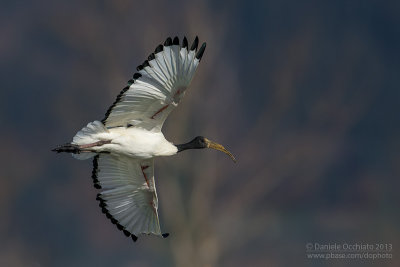 Sacred Ibis (Threskiornis aethiopicus)