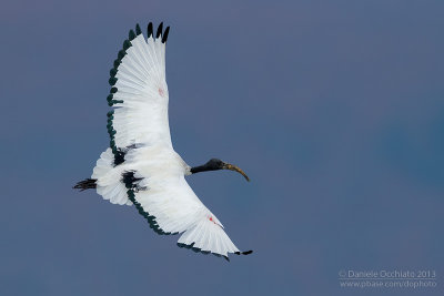 Sacred Ibis (Threskiornis aethiopicus)