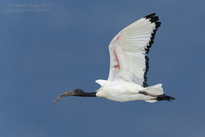 Sacred Ibis (Threskiornis aethiopicus)